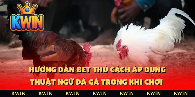 Hướng dẫn bet thủ cách áp dụng thuật ngữ đá gà trong khi chơi